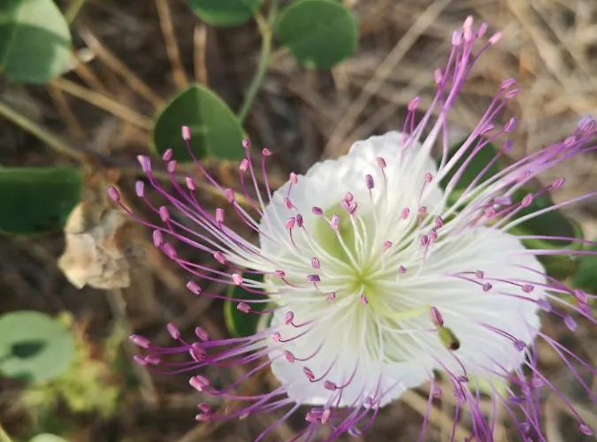 Bay Penthouse 2 Apartamento