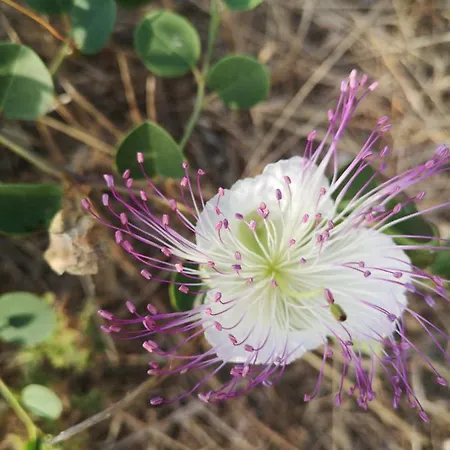 Bay Penthouse 2 Apartment